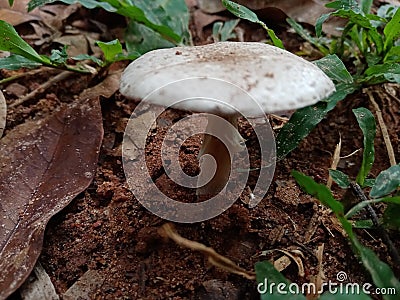 Mushroom on land white micro fungi Stock Photo