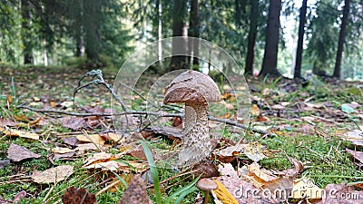 Mushroom with a leaf on the edge Stock Photo