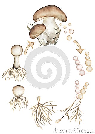 Mushroom Life Cycle Clipart, Watercolor Forest Florals Life Cycle Poster, fungus, fingi homeschool card, Learning games, Kids Cartoon Illustration