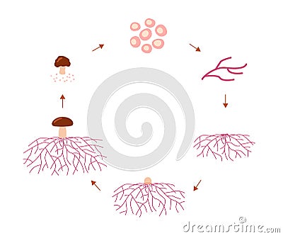 Mushroom life cycle stages, growth mycelium from spore. Spore germination, mycelial expansion and formation hyphal knot Vector Illustration
