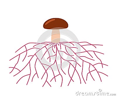 Mushroom life, growth mycelium from spore. Spore germination, mycelial expansion and formation hyphal knot. Vector Vector Illustration