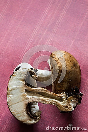 Mushroom macro cross-section, inside and outside on pink background Stock Photo