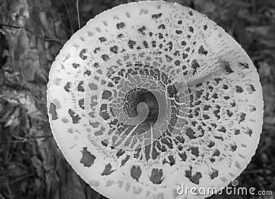 Mushroom-Macrolepiota from the family of champignons can reach very large sizes Stock Photo