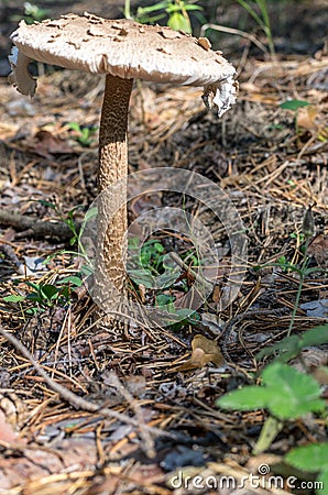 Mushroom macrolepiota procera. Mushroom similar to fly agaric. Stock Photo