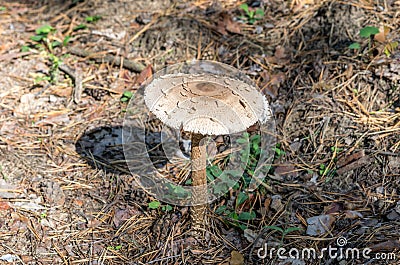 Mushroom macrolepiota procera. Mushroom similar to fly agaric. Edible mushroom. Stock Photo