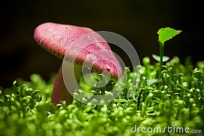 Mushroom on moss Stock Photo