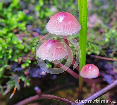 Mushroom Mycena Stock Photo