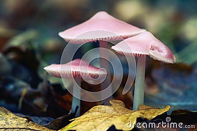 Mushroom - Mycena rosea Stock Photo