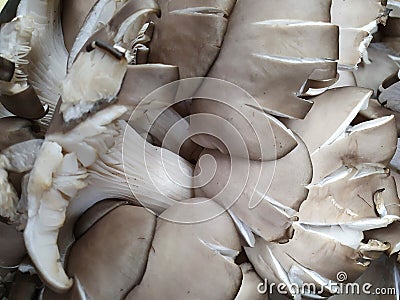 mushroom of natural origin to prepare vegetarian food Stock Photo