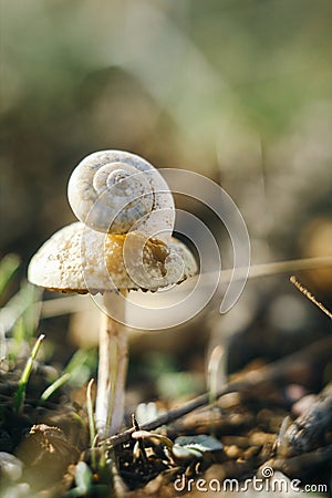 On the mushroom Stock Photo