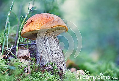Mushroom an orange-cap boletus grew in summer in forest. Focus concept Stock Photo