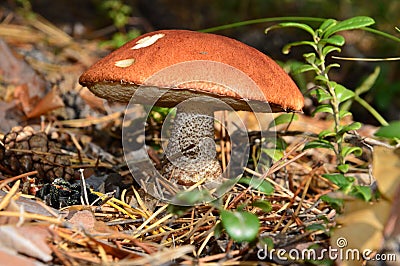 Mushroom orange-cap boletus grows in the forest. On the pileus teeth marks Chipmunk. Stock Photo