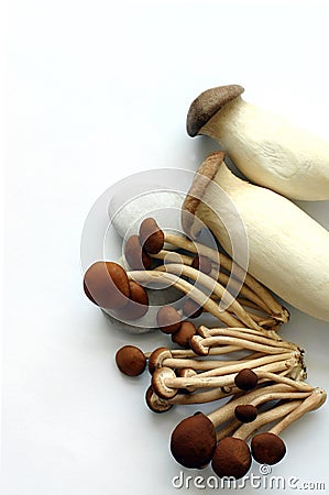 Mushroom oriental Stock Photo