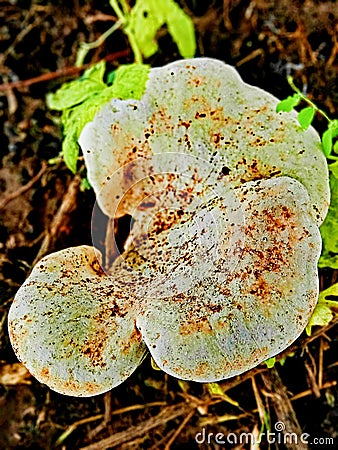 Mushroom photography nature amazing image Stock Photo