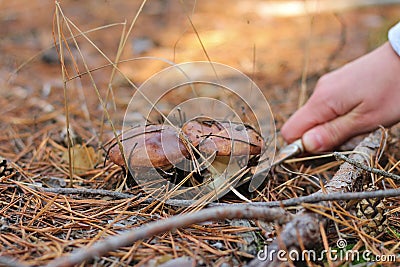 mushroom picker cuts with a knife Suillus mushrooms Stock Photo