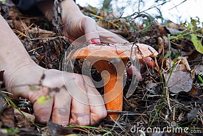 Mushroom picking Stock Photo