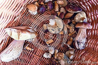 .Mushroom picking.Bay boletes and boletes in a wicker basket. Stock Photo