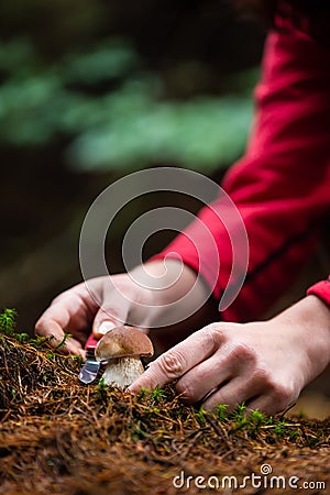Mushroom picking - detail of hand with knife Stock Photo
