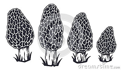 Mushroom picking. Fungus morel or fungi morels Vector Illustration