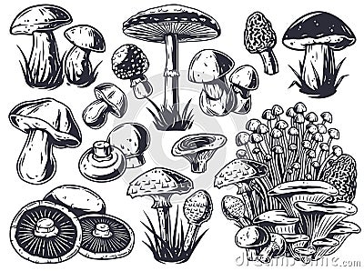 Mushroom picking. Mushrooms, fungus or fungi set Vector Illustration