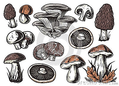 Mushroom picking. Mushrooms, fungus or fungi set Vector Illustration