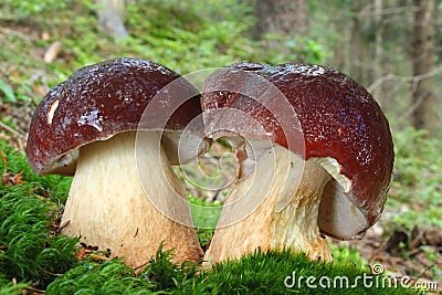 Mushroom pine bolete in moss Stock Photo