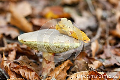 Mushroom Red Cracking Bolete Stock Photo