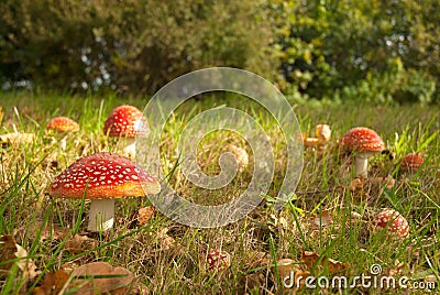 Mushroom red with white dotts Stock Photo