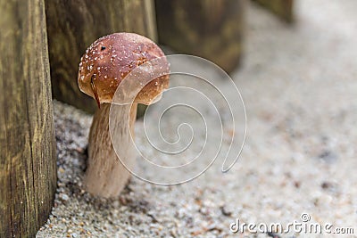 Cute little mushroom growing Stock Photo