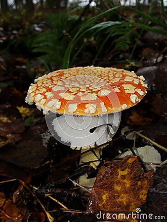 Mushroom similar to fly agaric, but brown Amanita rubescens also known as blusher. Similar, but not same as Amanita Pantherina or Stock Photo