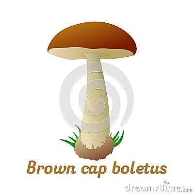 Mushroom single object Vector Illustration