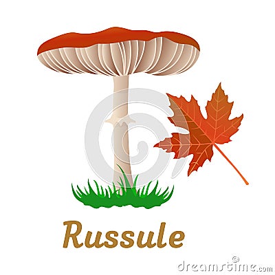 Mushroom single object Vector Illustration