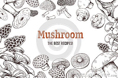 Mushroom sketch background. Organic food sketch with shiitake champignon truffle and oyster mushrooms. Vector doodle set Vector Illustration