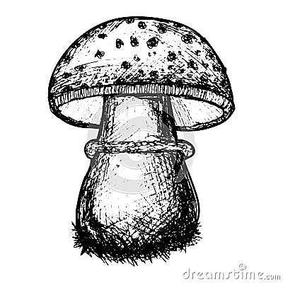 Mushroom sketch, hand drawn, stock vector illustration, black outline isolated on white background, medicine, cooking, design, Cartoon Illustration