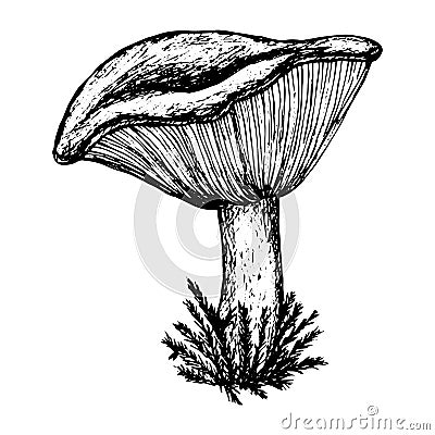 Mushroom sketch, hand drawn, stock vector illustration, black outline isolated on white background, medicine, cooking, design, Cartoon Illustration