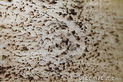 Mushroom stipe macro - background. Brown Birch Bolete Leccinu Stock Photo