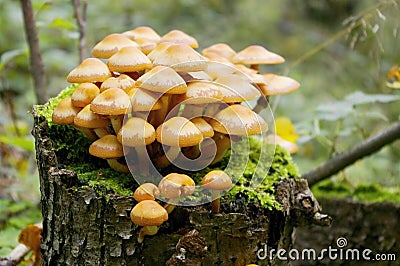 Mushroom on stub Stock Photo