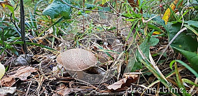 The mushroom Suillus bovinus is hidden in the forest. A tubular edible mushroom of the genus suillus. Stock Photo