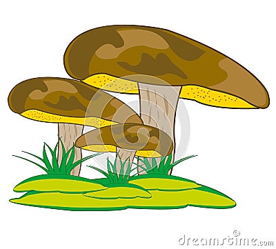 Mushroom suillus granulatus Vector Illustration