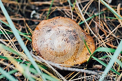 Mushroom Suillus, Suillaceae and order Boletales growing in the grass. Stock Photo