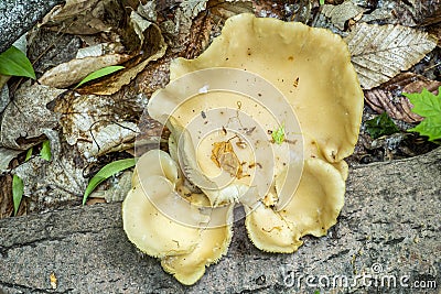 Mushroom growing at springtime Stock Photo