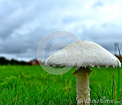 Mushroom, Toadstool, Rainy day, storms Stock Photo
