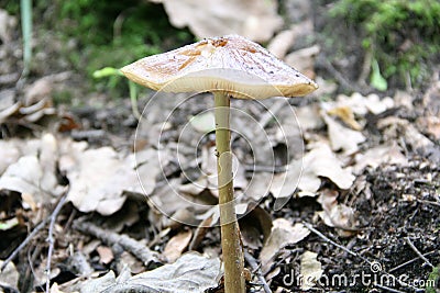 Mushroom - toadstool grew up in the woods in the fall Stock Photo