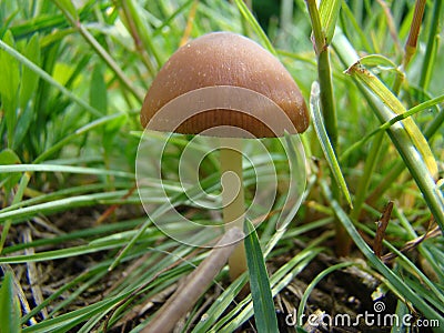 Mushroom toadstool macro Stock Photo