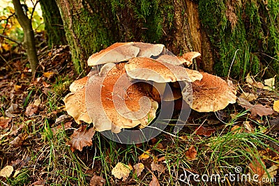 Mushroom Toadstool moos in forest germany Odenwald Stock Photo