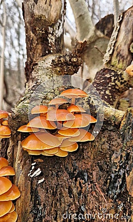 Mushroom tree nature landscape photographie Stock Photo