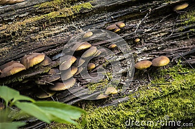 Mushroom on a tree stump Stock Photo