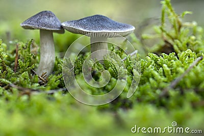 The mushroom Tricholoma terreum, edible mushroom in the forest, Autumn grow Stock Photo
