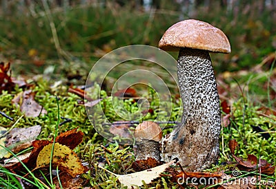 Mushroom twins leccinum versipelle Stock Photo