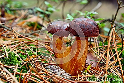 Mushroom twins xerocomus badius Stock Photo